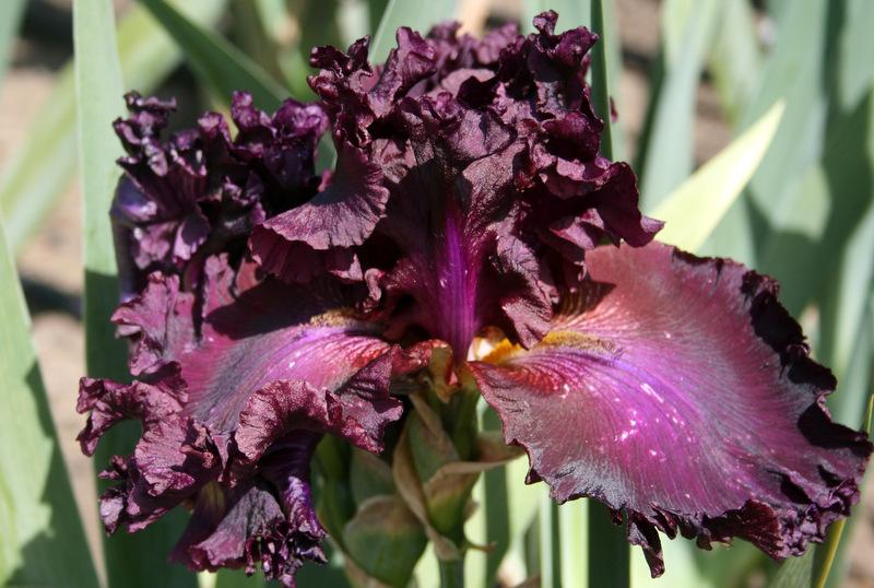 Photo of Tall Bearded Iris (Iris 'Grand Classic') uploaded by Calif_Sue