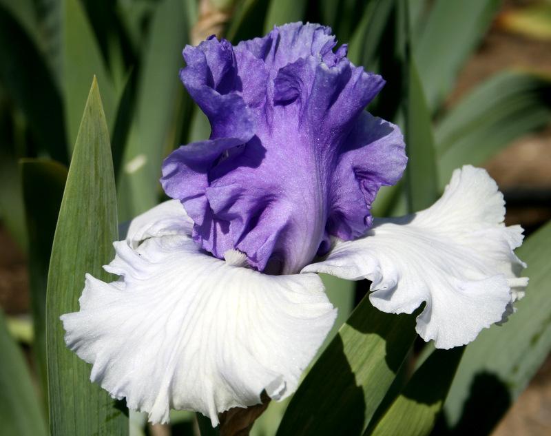 Photo of Tall Bearded Iris (Iris 'Ben's Finale') uploaded by Calif_Sue