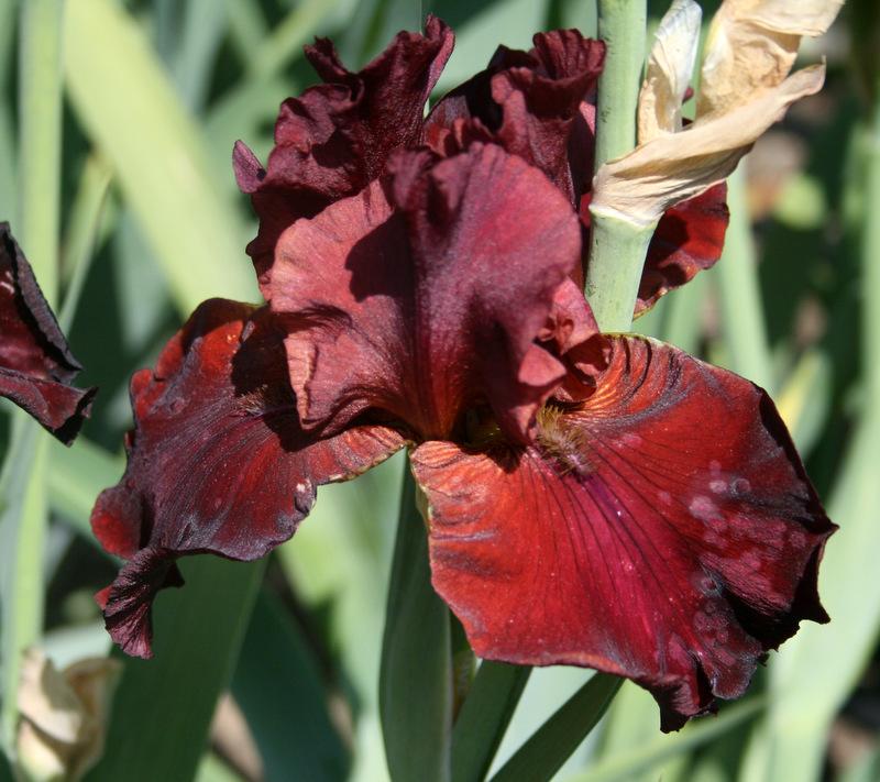 Photo of Tall Bearded Iris (Iris 'Classic Bordeaux') uploaded by Calif_Sue