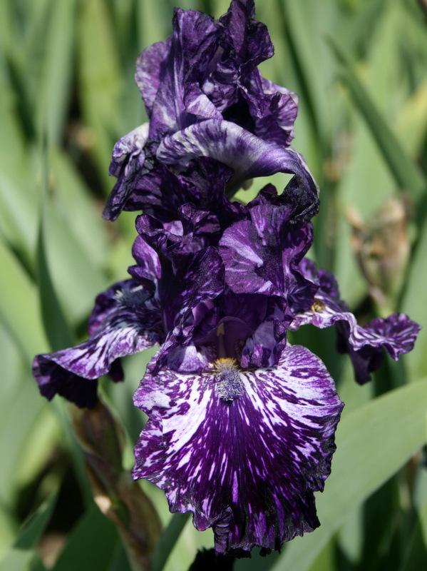 Photo of Tall Bearded Iris (Iris 'Splatter Matters') uploaded by Calif_Sue