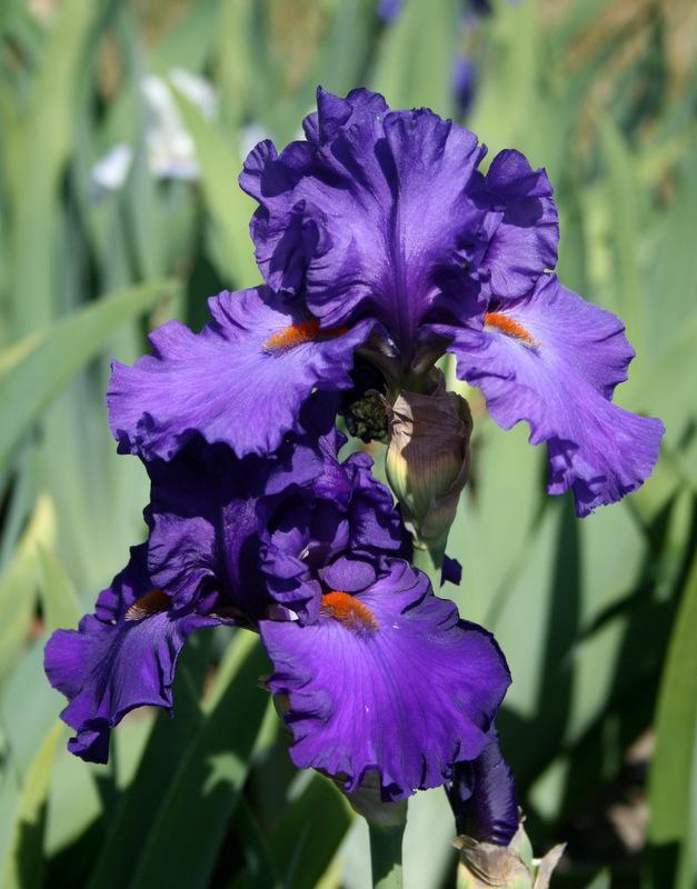 Photo of Tall Bearded Iris (Iris 'Paul Black') uploaded by Calif_Sue
