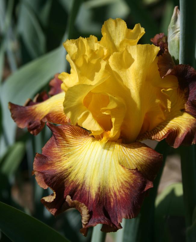 Photo of Tall Bearded Iris (Iris 'Road to Glory') uploaded by Calif_Sue