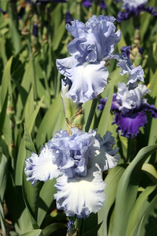 Photo of Tall Bearded Iris (Iris 'Abiqua Falls') uploaded by Calif_Sue