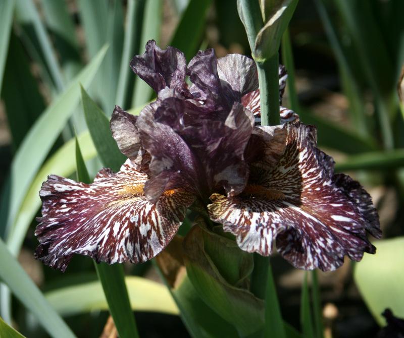 Photo of Tall Bearded Iris (Iris 'Chocolate Moose') uploaded by Calif_Sue