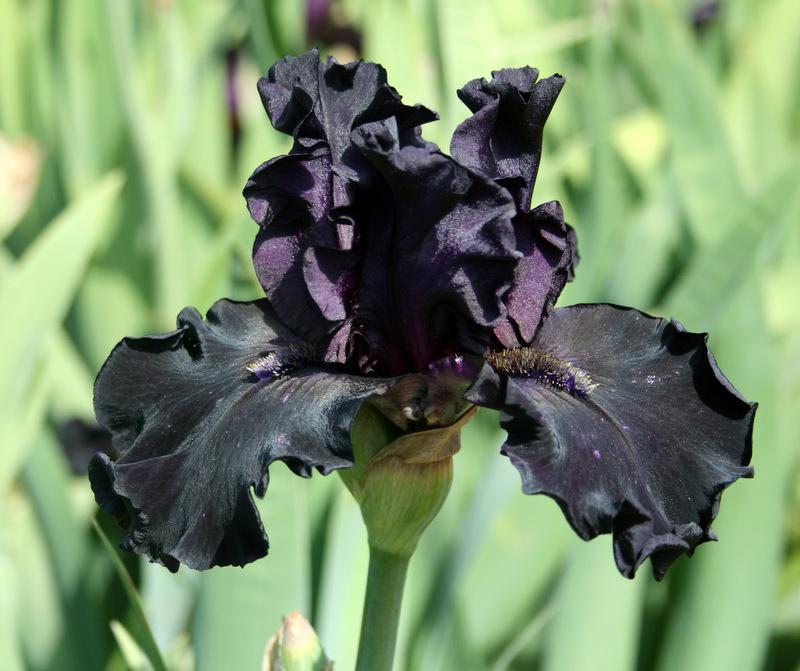 Photo of Tall Bearded Iris (Iris 'Black Phantom') uploaded by Calif_Sue