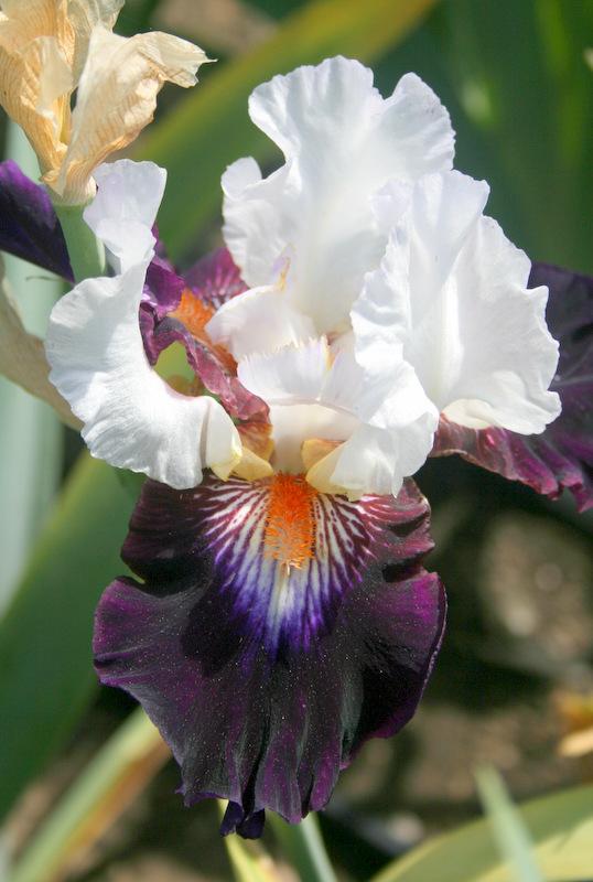 Photo of Tall Bearded Iris (Iris 'Cosmic Celebration') uploaded by Calif_Sue