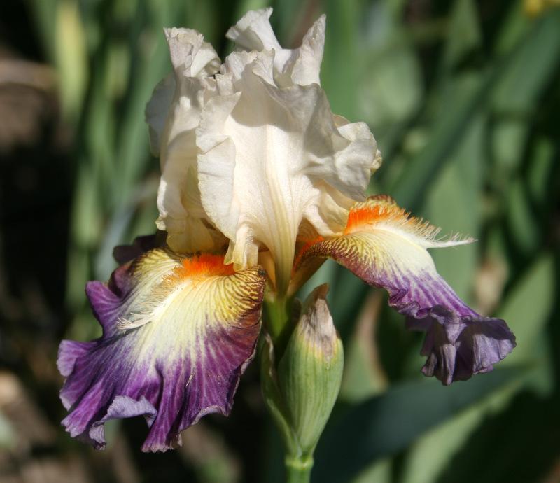 Photo of Tall Bearded Iris (Iris 'Cerf-Volant') uploaded by Calif_Sue