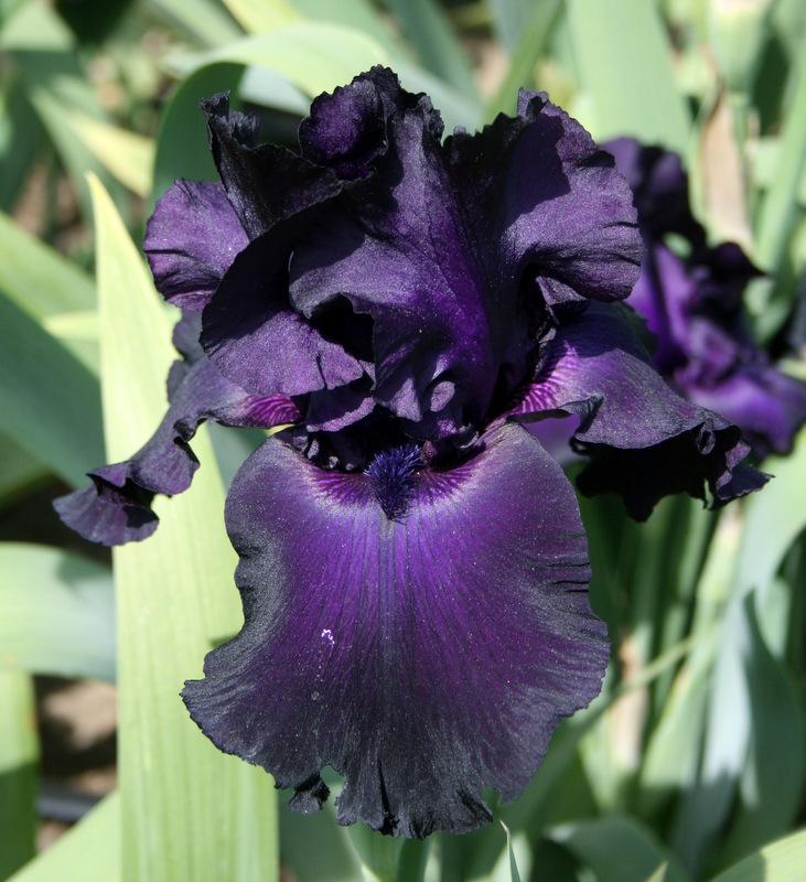 Photo of Tall Bearded Iris (Iris 'Black Tie Affair') uploaded by Calif_Sue