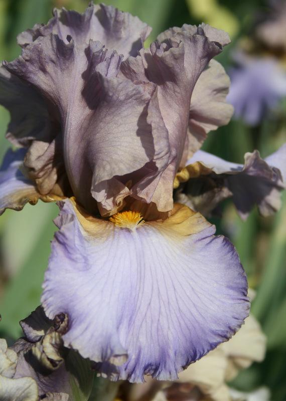 Photo of Tall Bearded Iris (Iris 'Endearing Charm') uploaded by Calif_Sue