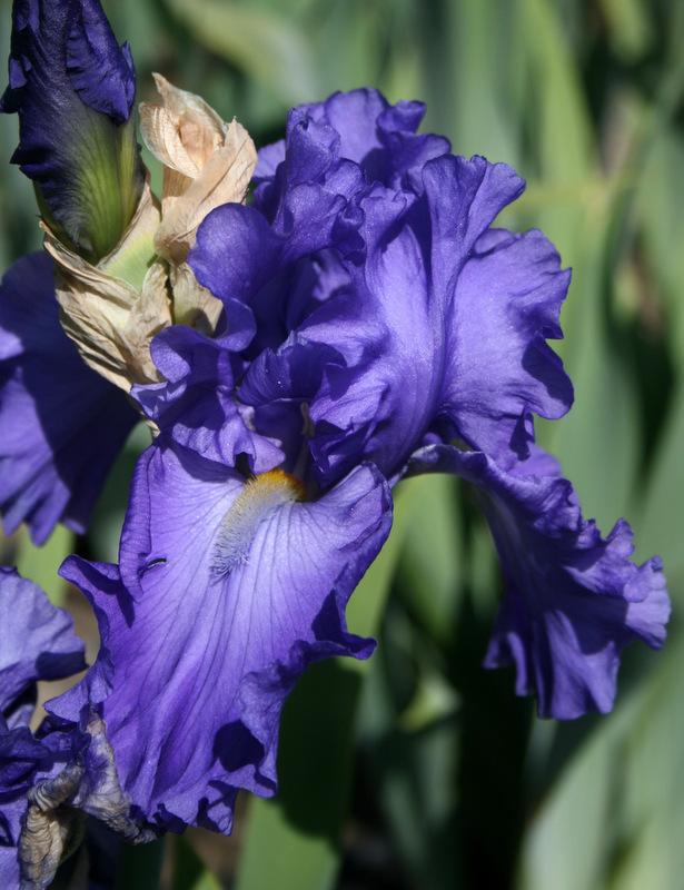Photo of Tall Bearded Iris (Iris 'Blue Suede Shoes') uploaded by Calif_Sue