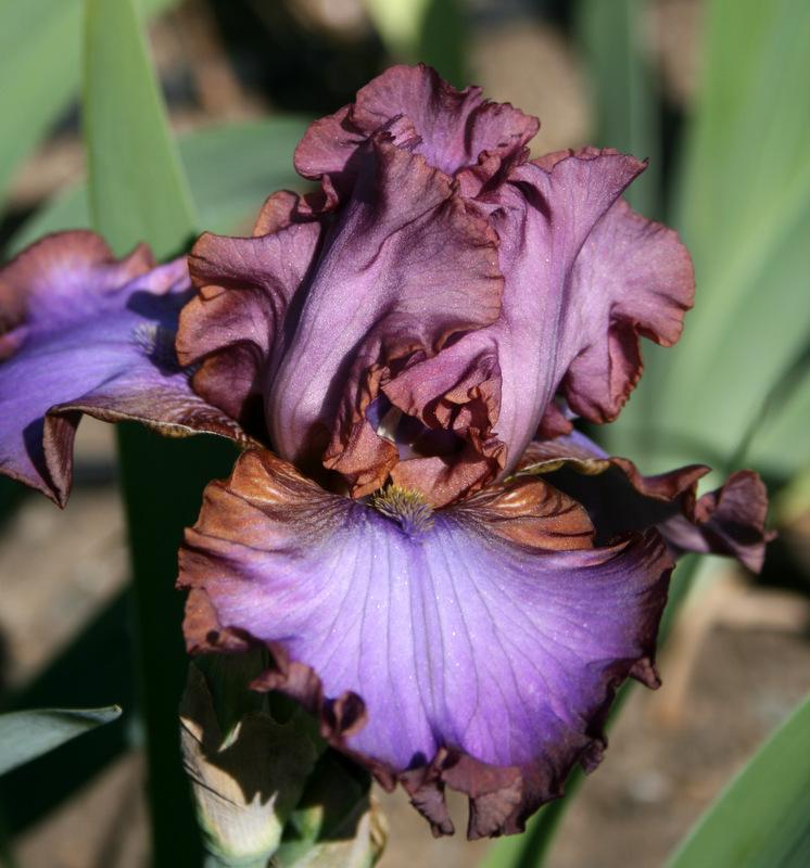 Photo of Tall Bearded Iris (Iris 'Strut Your Stuff') uploaded by Calif_Sue