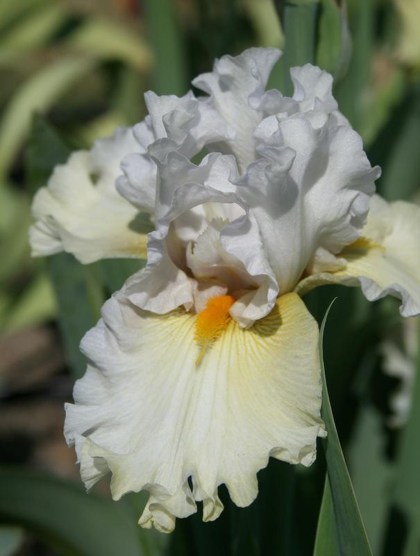 Photo of Tall Bearded Iris (Iris 'Pickledilly') uploaded by Calif_Sue