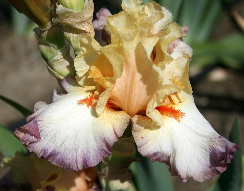Photo of Tall Bearded Iris (Iris 'Be Original') uploaded by Calif_Sue