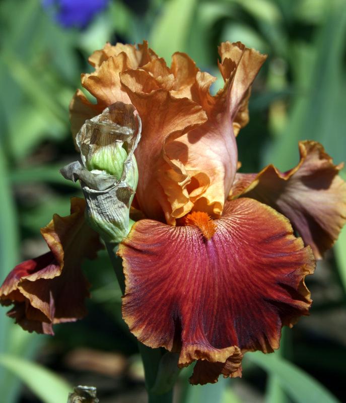 Photo of Tall Bearded Iris (Iris 'Autumn Harvest') uploaded by Calif_Sue