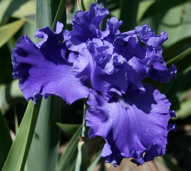Photo of Tall Bearded Iris (Iris 'Lake Taneycomo') uploaded by Calif_Sue