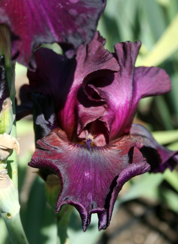 Photo of Tall Bearded Iris (Iris 'Mallory Kay') uploaded by Calif_Sue