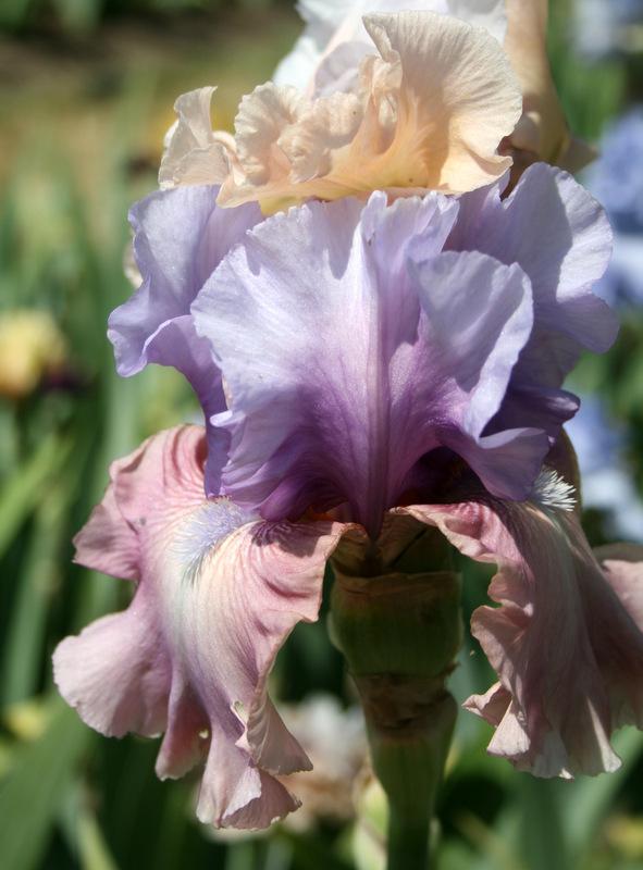 Photo of Tall Bearded Iris (Iris 'New Face') uploaded by Calif_Sue