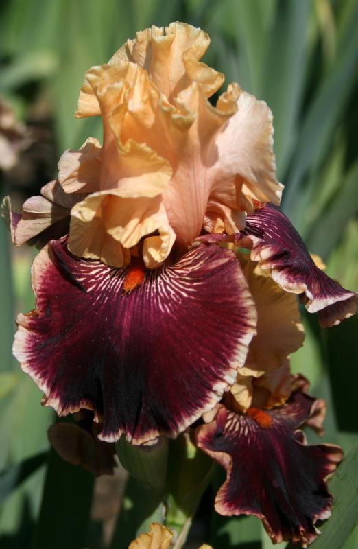 Photo of Tall Bearded Iris (Iris 'Glamour Pants') uploaded by Calif_Sue