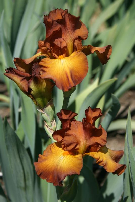 Photo of Tall Bearded Iris (Iris 'Bronzette Star') uploaded by Calif_Sue