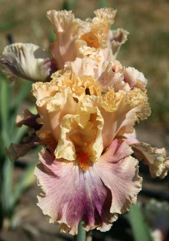 Photo of Tall Bearded Iris (Iris 'Act of Kindness') uploaded by Calif_Sue