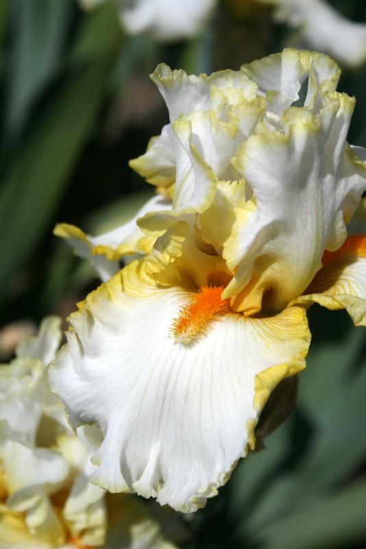 Photo of Tall Bearded Iris (Iris 'Stolen Sweets') uploaded by Calif_Sue