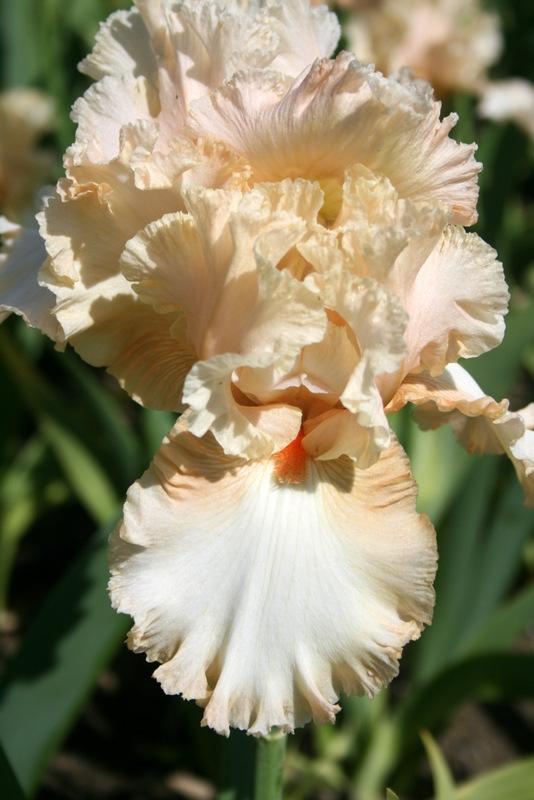 Photo of Tall Bearded Iris (Iris 'Peaches and Dreams') uploaded by Calif_Sue