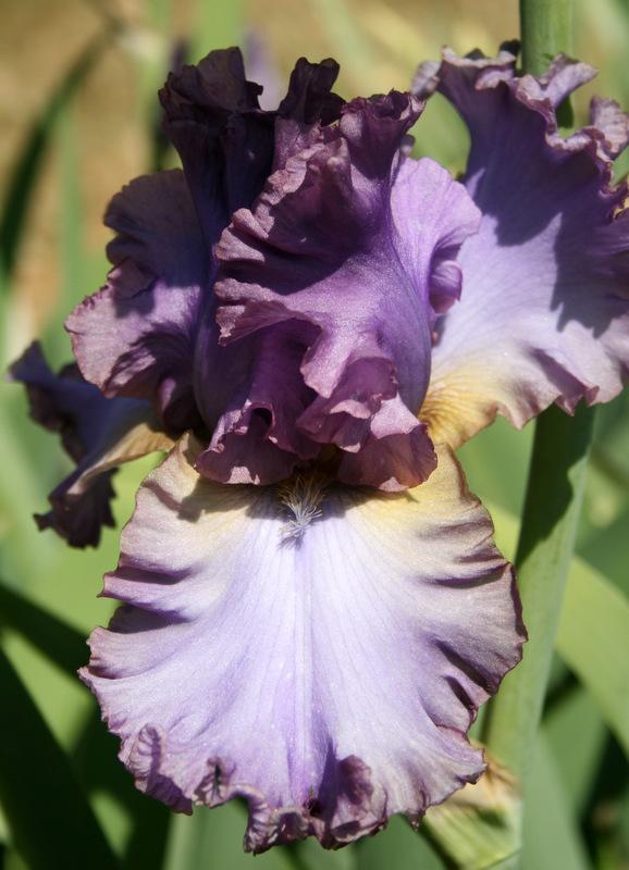 Photo of Tall Bearded Iris (Iris 'French Lavender') uploaded by Calif_Sue