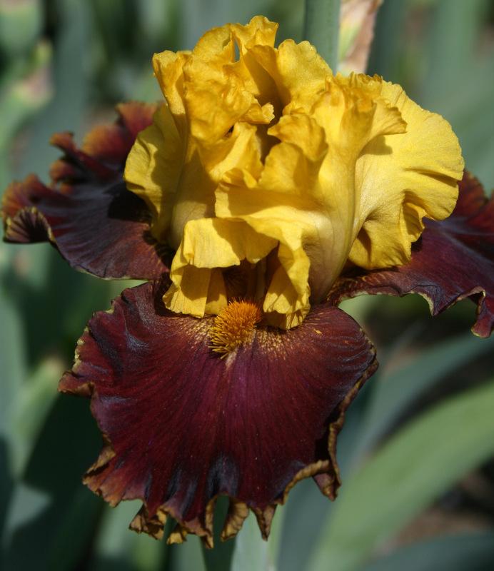Photo of Tall Bearded Iris (Iris 'Bold Encounter') uploaded by Calif_Sue