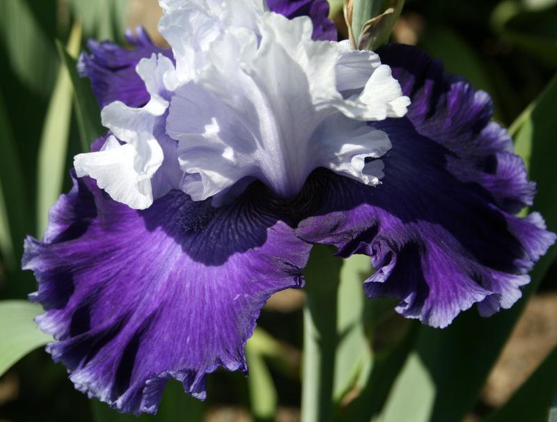 Photo of Tall Bearded Iris (Iris 'Rainy River') uploaded by Calif_Sue