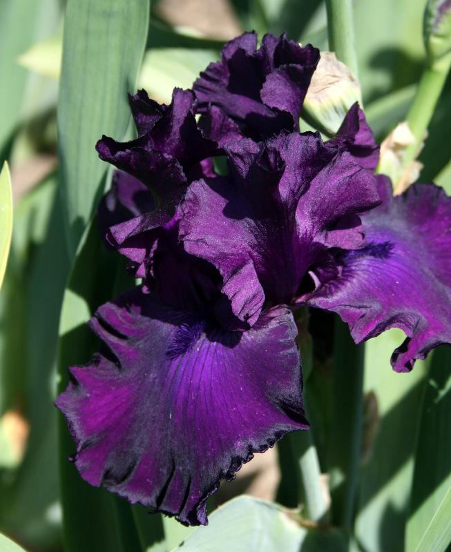 Photo of Tall Bearded Iris (Iris 'Midnight Revelry') uploaded by Calif_Sue