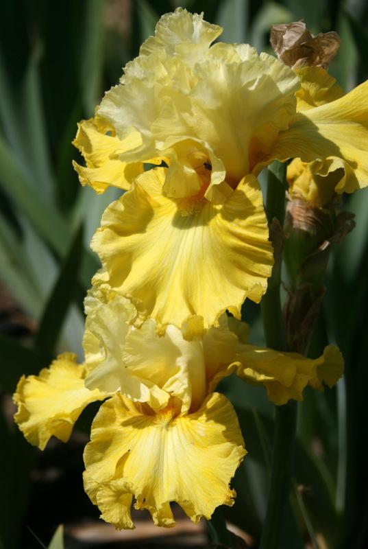 Photo of Tall Bearded Iris (Iris 'Sun Chic') uploaded by Calif_Sue