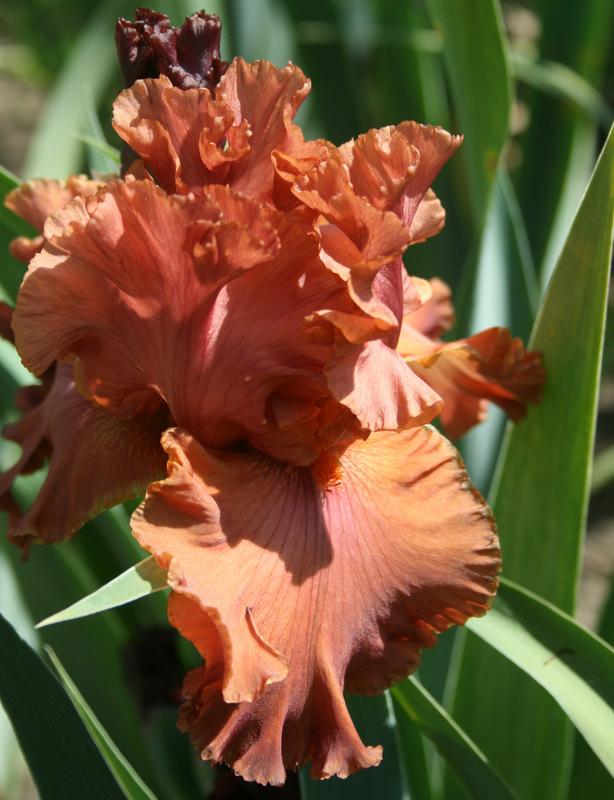 Photo of Tall Bearded Iris (Iris 'Rustle of Spring') uploaded by Calif_Sue