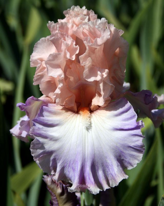 Photo of Tall Bearded Iris (Iris 'Loving You') uploaded by Calif_Sue