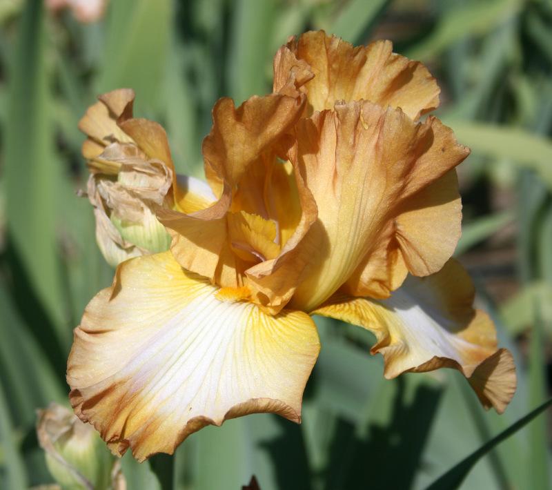 Photo of Tall Bearded Iris (Iris 'Ginger Swirl') uploaded by Calif_Sue