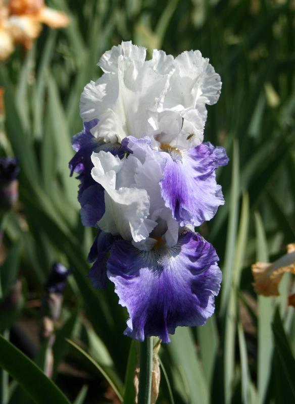 Photo of Tall Bearded Iris (Iris 'Fountain of Youth') uploaded by Calif_Sue