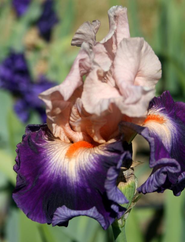 Photo of Tall Bearded Iris (Iris 'Gitano') uploaded by Calif_Sue