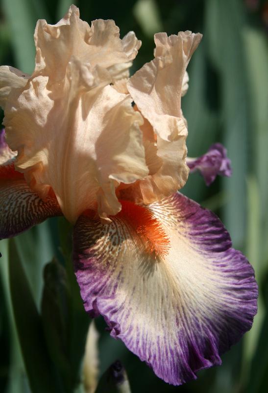 Photo of Tall Bearded Iris (Iris 'Chevalier de Malte') uploaded by Calif_Sue