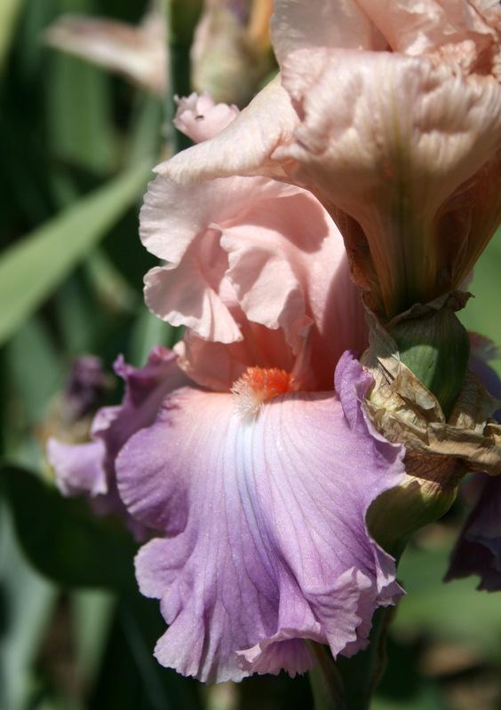 Photo of Tall Bearded Iris (Iris 'Bon Appetit') uploaded by Calif_Sue