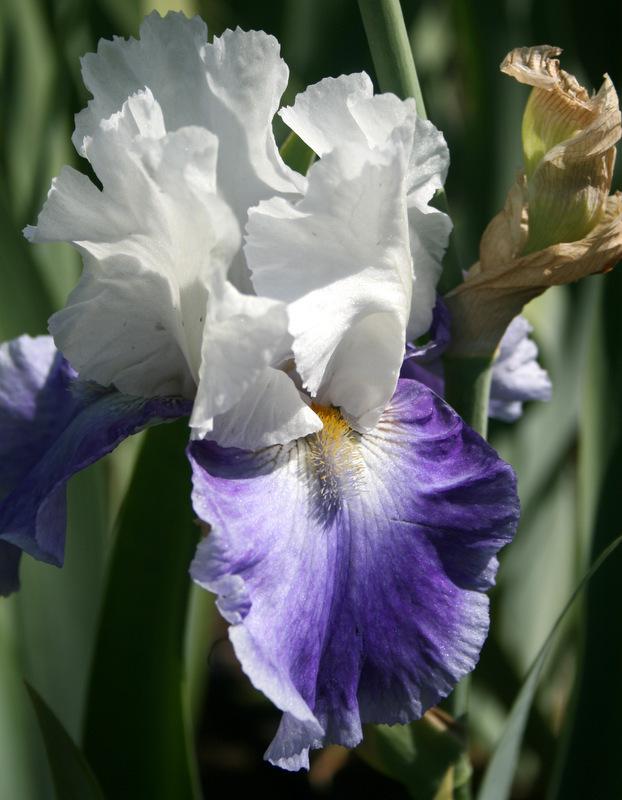 Photo of Tall Bearded Iris (Iris 'Fountain of Youth') uploaded by Calif_Sue