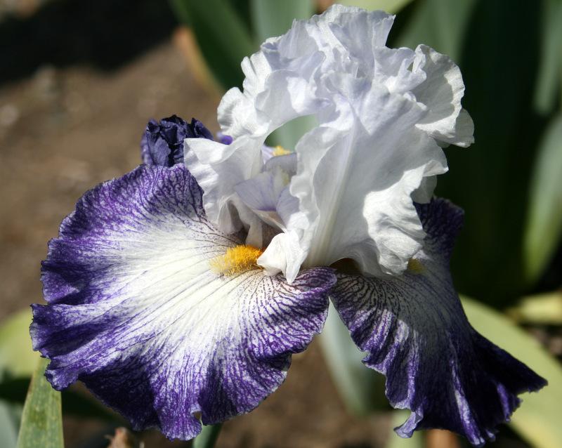 Photo of Tall Bearded Iris (Iris 'Let It Rain') uploaded by Calif_Sue
