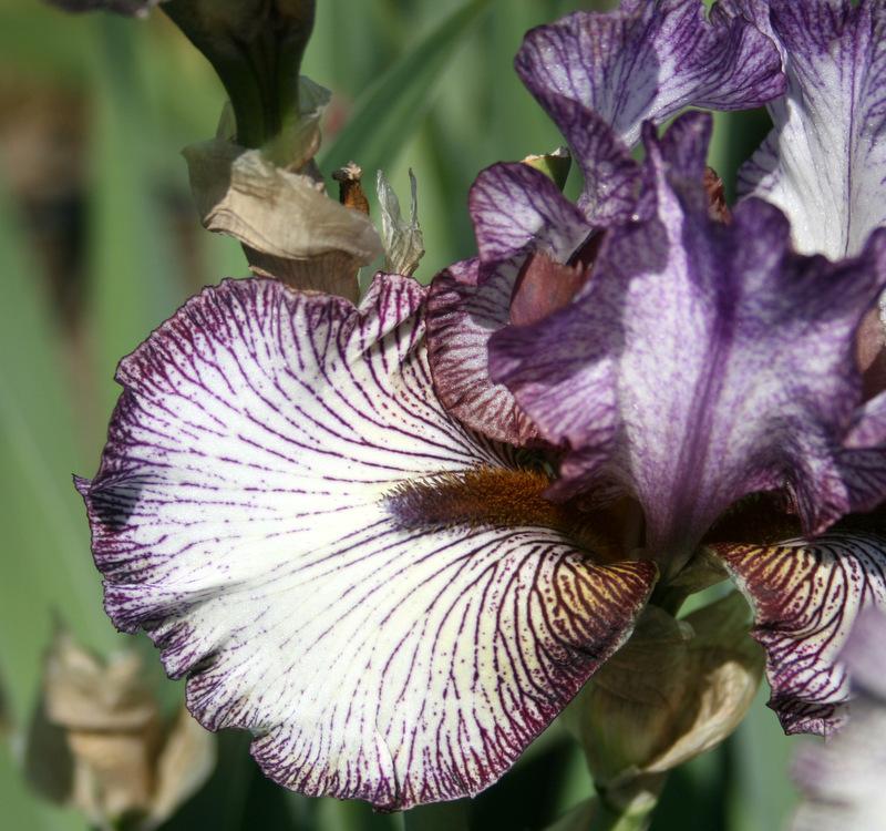 Photo of Tall Bearded Iris (Iris 'Apollo One') uploaded by Calif_Sue