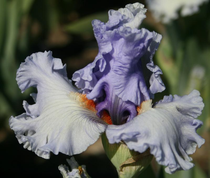 Photo of Tall Bearded Iris (Iris 'Dance Recital') uploaded by Calif_Sue