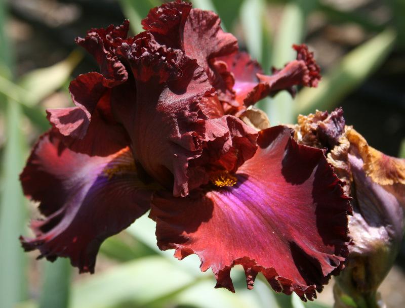 Photo of Tall Bearded Iris (Iris 'House Afire') uploaded by Calif_Sue