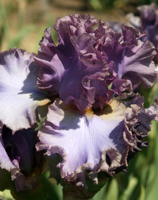 Photo of Tall Bearded Iris (Iris 'French Lavender') uploaded by Calif_Sue