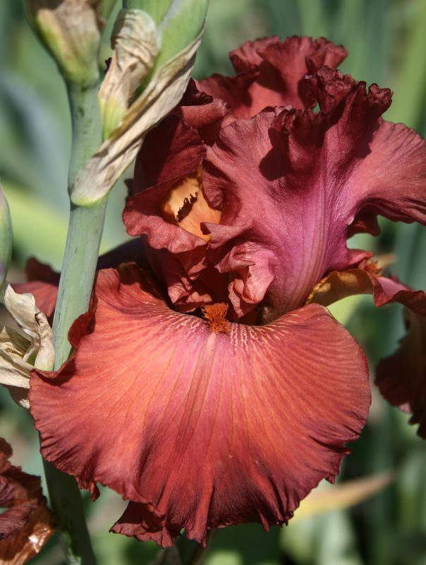 Photo of Tall Bearded Iris (Iris 'Rogue') uploaded by Calif_Sue