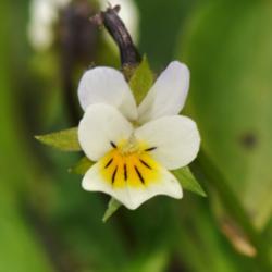 Location: My garden near Lincoln UK.
Date: 2012-05-08
A native Viola which is self set, flowers are very small.