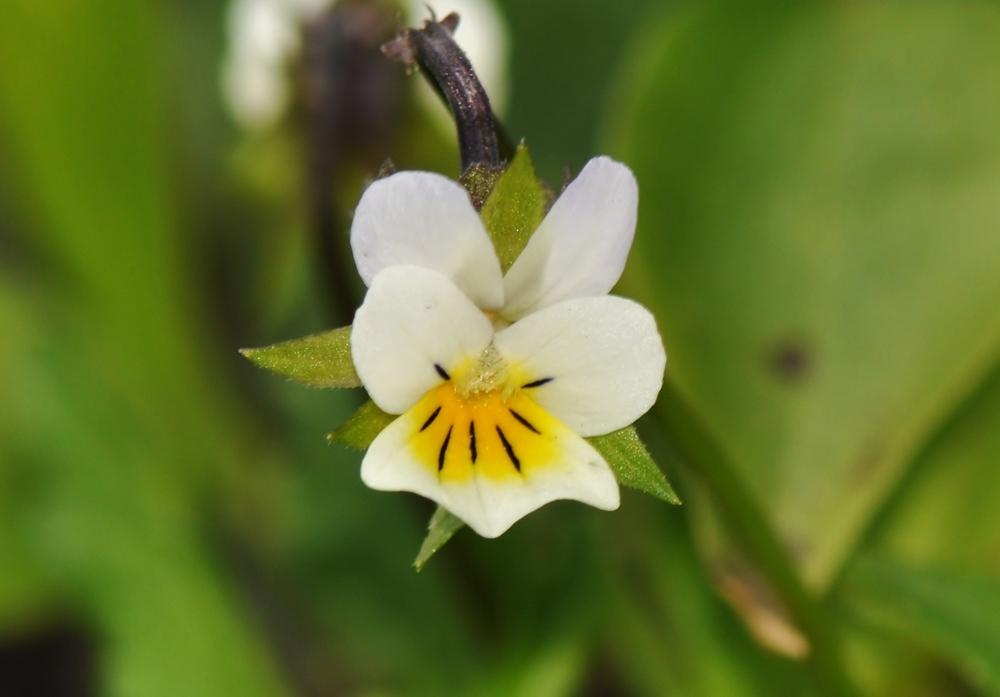 Photo of Field Pansy (Viola arvensis) uploaded by JRsbugs
