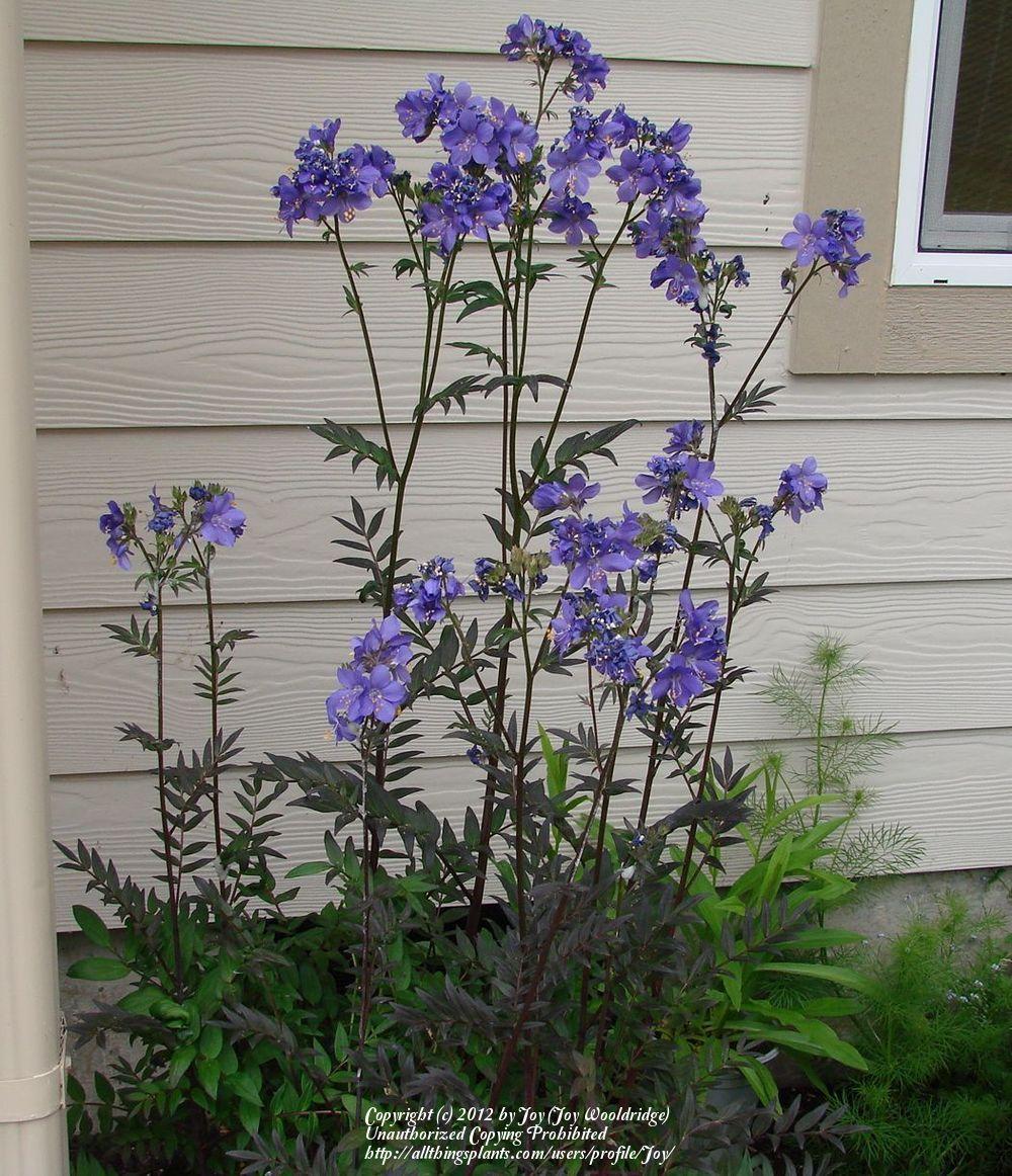 Photo of Jacob's Ladder (Polemonium caeruleum f. hidakanum 'Purple Rain') uploaded by Joy