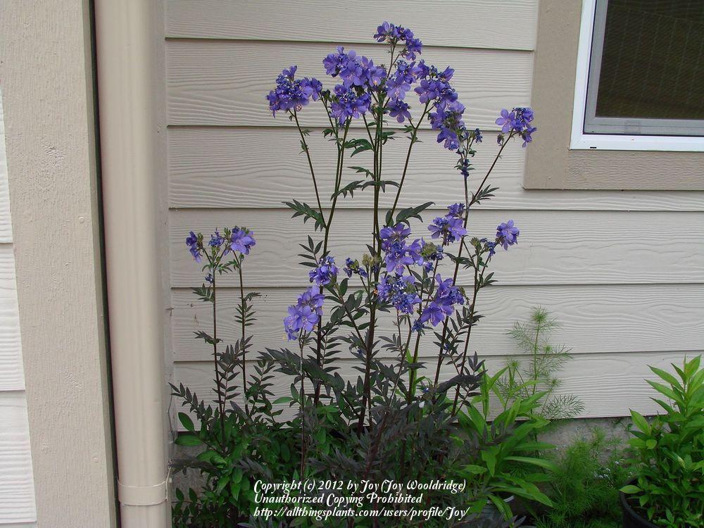 Photo of Jacob's Ladder (Polemonium caeruleum f. hidakanum 'Purple Rain') uploaded by Joy