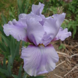 Location: Pleasant Grove, Utah
Date: 2012-05-16
In my garden